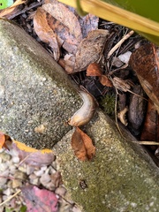 Arion fuscus