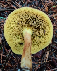 Xerocomus ferrugineus