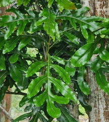 Stenocarpus sinuatus