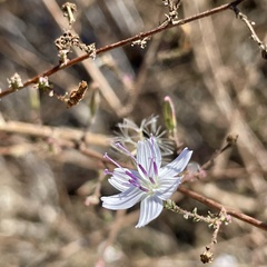 Stephanomeria exigua