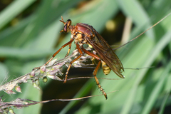 Blepharepium sonorensis