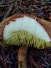 Xerocomus ferrugineus