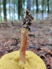 Xerocomus ferrugineus