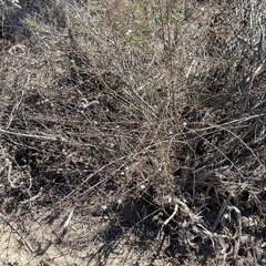 Stephanomeria exigua
