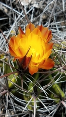 Ferocactus robustus