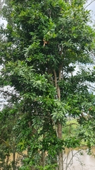 Stenocarpus sinuatus