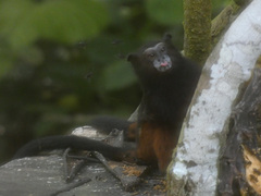 Saguinus fuscicollis