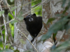 Saguinus fuscicollis