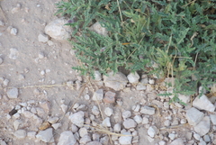 Chamaesaracha coniodes