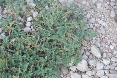 Chamaesaracha coniodes