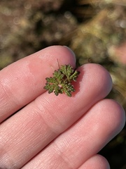 Azolla caroliniana