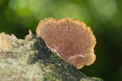 Hexagonia apiaria