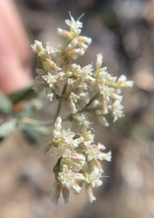 Eriogonum microtheca simpsonii