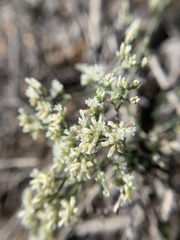 Eriogonum microtheca simpsonii