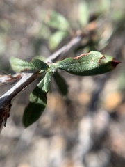 Eriogonum microtheca simpsonii