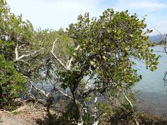 Ileostylus micranthus