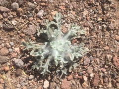 Baileya multiradiata