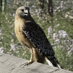 Buteo lineatus elegans