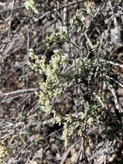 Eriogonum microtheca simpsonii