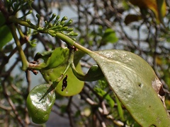 Ileostylus micranthus