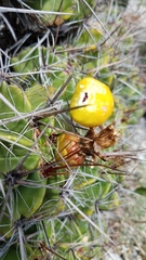 Ferocactus robustus