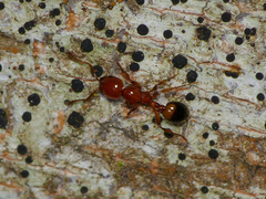 Monomorium latastei