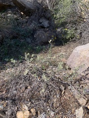 Eriogonum microtheca simpsonii