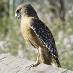 Buteo lineatus elegans