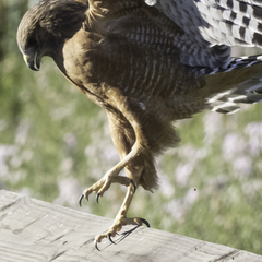 Buteo lineatus elegans
