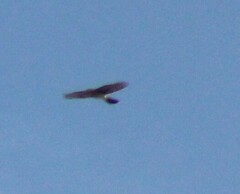 Accipiter cooperii