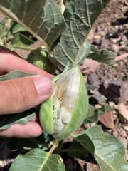 Asclepias nyctaginifolia