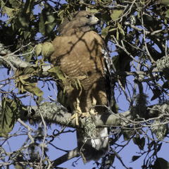 Buteo lineatus elegans