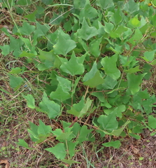 Erythrina herbacea