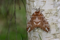 Endromis versicolora