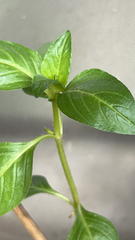 Cuphea carthagenensis