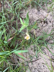Oenothera laciniata