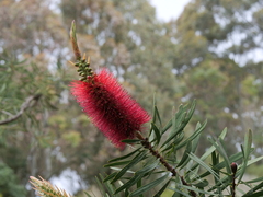 Melaleuca glauca