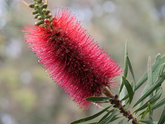 Melaleuca glauca