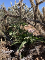 Asclepias nyctaginifolia