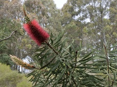 Melaleuca glauca