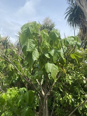 Entelea arborescens