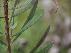 Melaleuca glauca