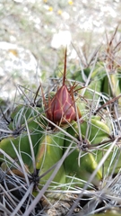 Ferocactus robustus