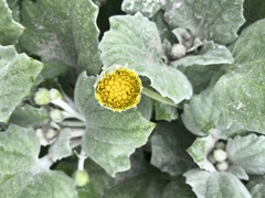 Arctotheca populifolia