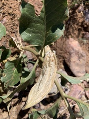 Asclepias nyctaginifolia