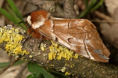 Endromis versicolora