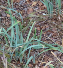 Zephyranthes drummondii