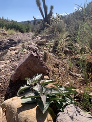 Asclepias nyctaginifolia