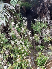 Anaphalioides trinervis