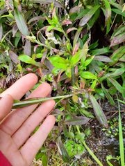 Anaphalioides trinervis